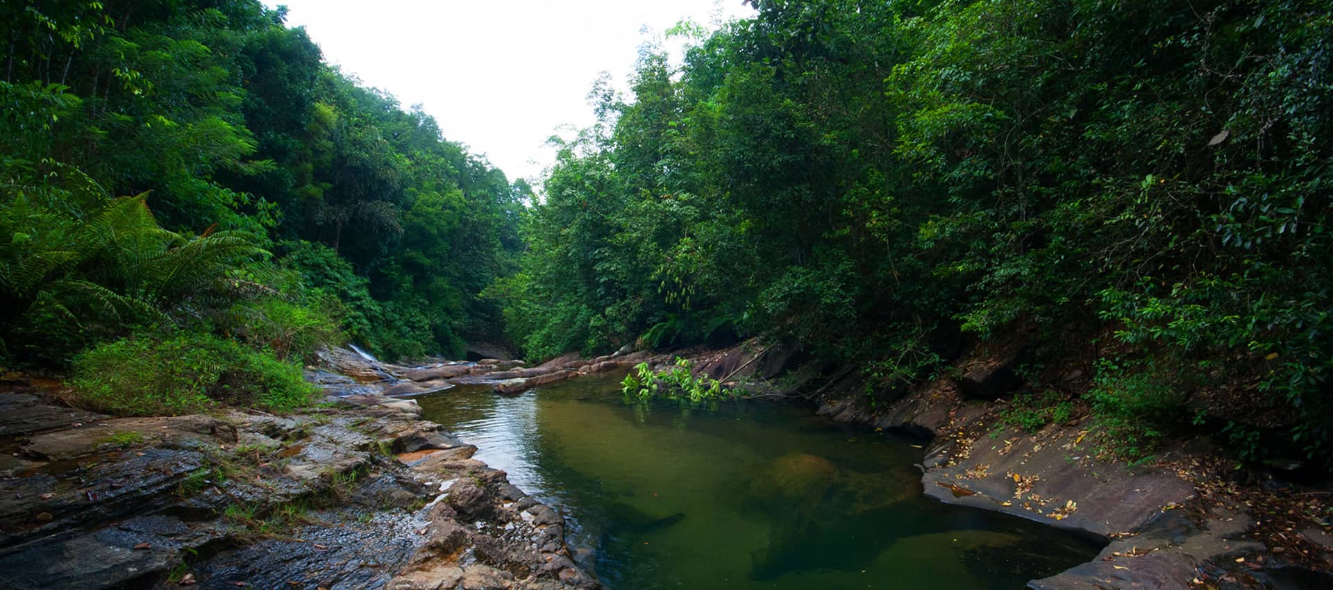 Kitulgala-Kelani Forest Reserve