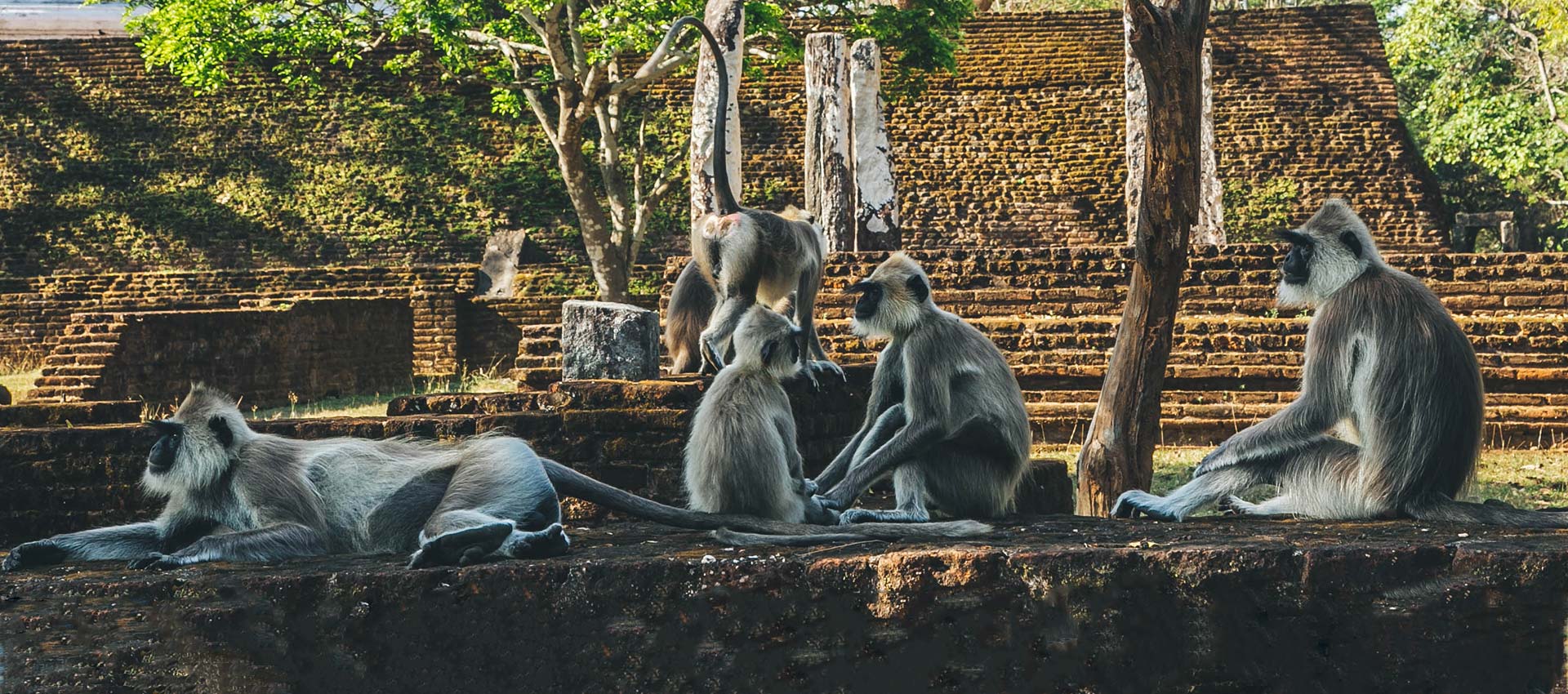 The Monkey Kingdom of Polonnaruwa