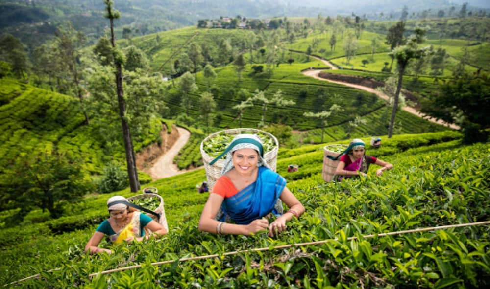 Tour A Sri Lanka Tea Estate | Sri Lanka Activities | Red Dot Tours