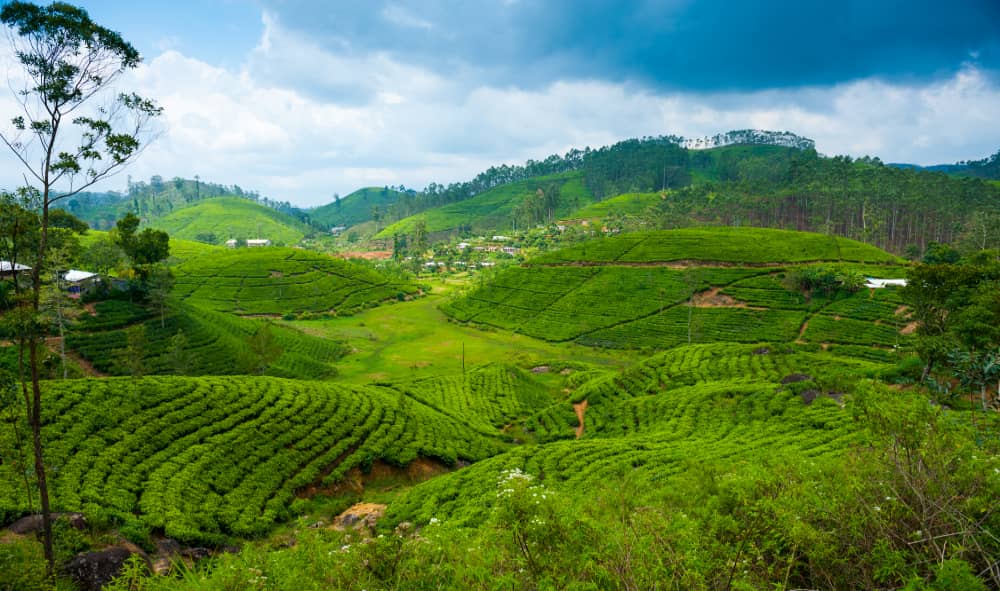 Tour a Sri Lanka tea estate | Sri Lanka activities | Red Dot Tours