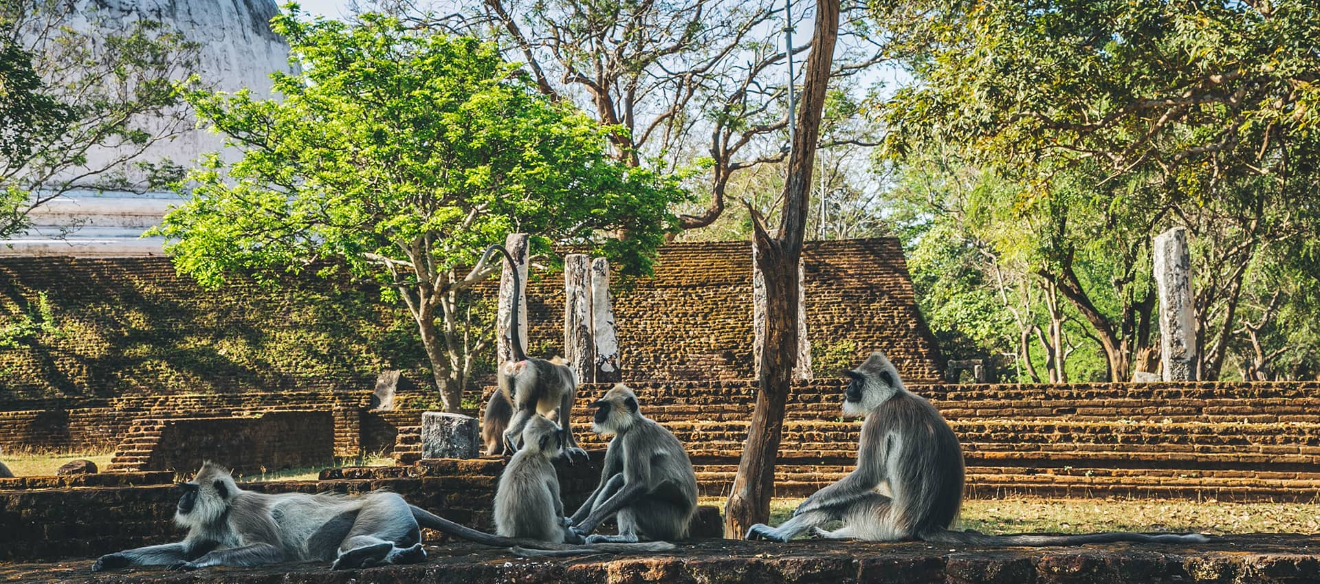 Sri Lanka's Monkey Kingdom